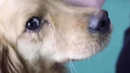 Momento posterior a la liberación de un perro en un mercado de carne en China