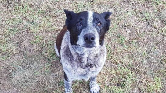 Max, el perro que ayud&oacute; a encontrar a la peque&ntilde;a Aurora 