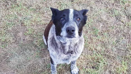 Max, el perro que ayudó a encontrar a la pequeña Aurora Max, el perro que ayudó a encontrar a la pequeña Aurora