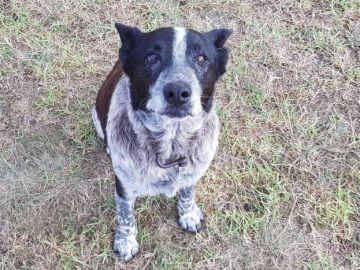 Max, el perro que ayudó a encontrar a la pequeña Aurora Max, el perro que ayudó a encontrar a la pequeña Aurora
