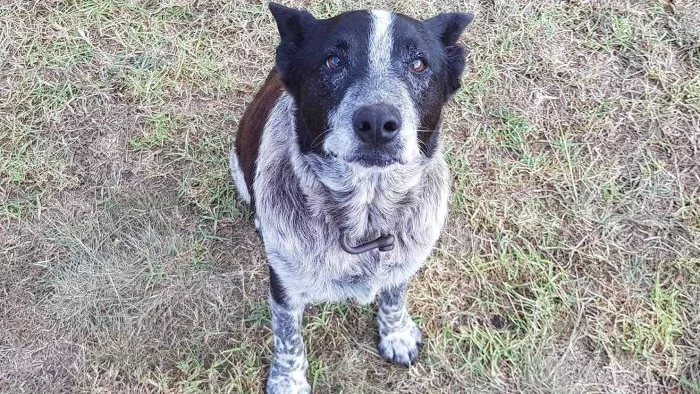 Max, el perro que ayudó a encontrar a la pequeña Aurora 