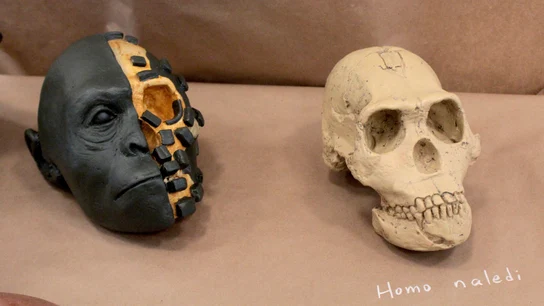 Homo naledi, una nueva especie de homínido Homo naledi, una nueva especie de homínido