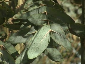Hojas de eucalipto Hojas de eucalipto
