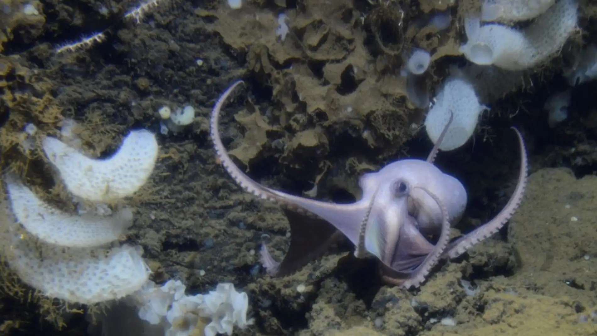 Cien madres pulpo sorprendidas a una profundidad inusual en el Pacifico