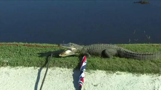 Un 'ej&eacute;rcito' de caimanes asalta un campo de golf: "Me gusta mi vida"