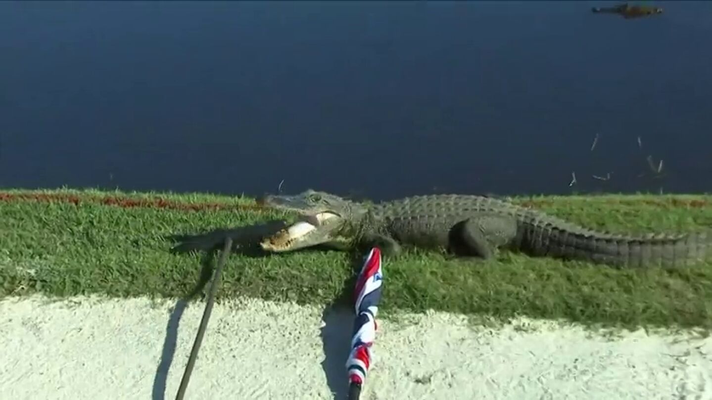 Un 'ej&eacute;rcito' de caimanes asalta un campo de golf: "Me gusta mi vida"