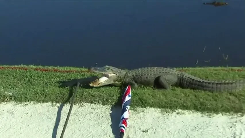 Un 'ejército' de caimanes asalta un campo de golf: "Me gusta mi vida"