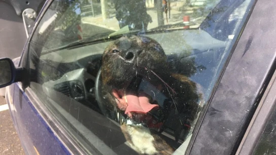 Un perro encerrado en el coche Un perro encerrado en el coche