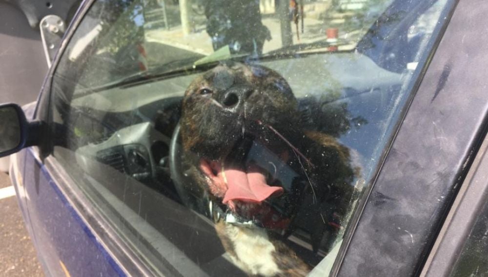 Un perro encerrado en el coche
