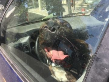 Un perro encerrado en el coche Un perro encerrado en el coche
