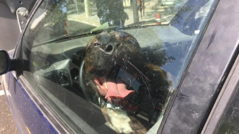 Un perro encerrado en el coche