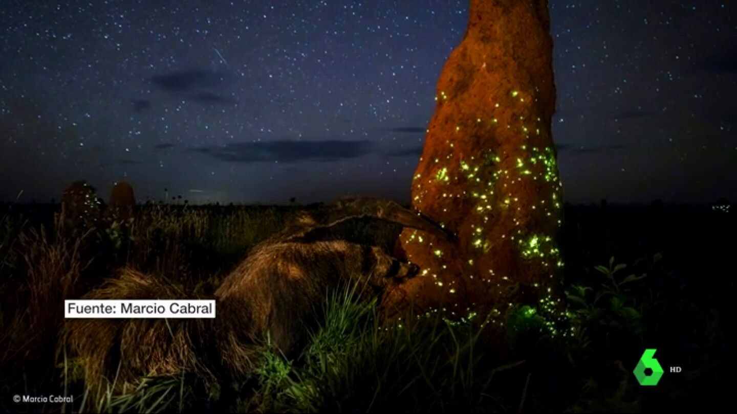 Descalifican a un ganador mundial de fotograf&iacute;a por utilizar un animal disecado