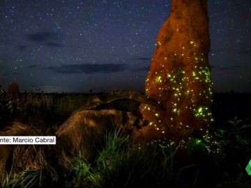 Descalifican a un ganador mundial de fotografía por utilizar un animal disecado Descalifican a un ganador mundial de fotografía por utilizar un animal disecado
