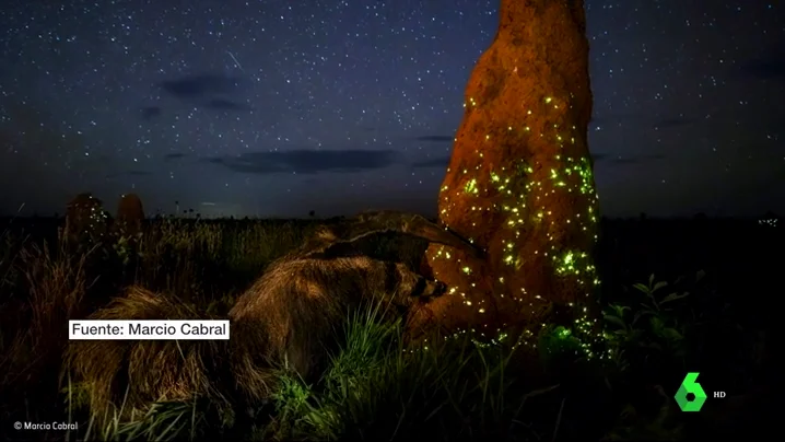 Descalifican a un ganador mundial de fotografía por utilizar un animal disecado