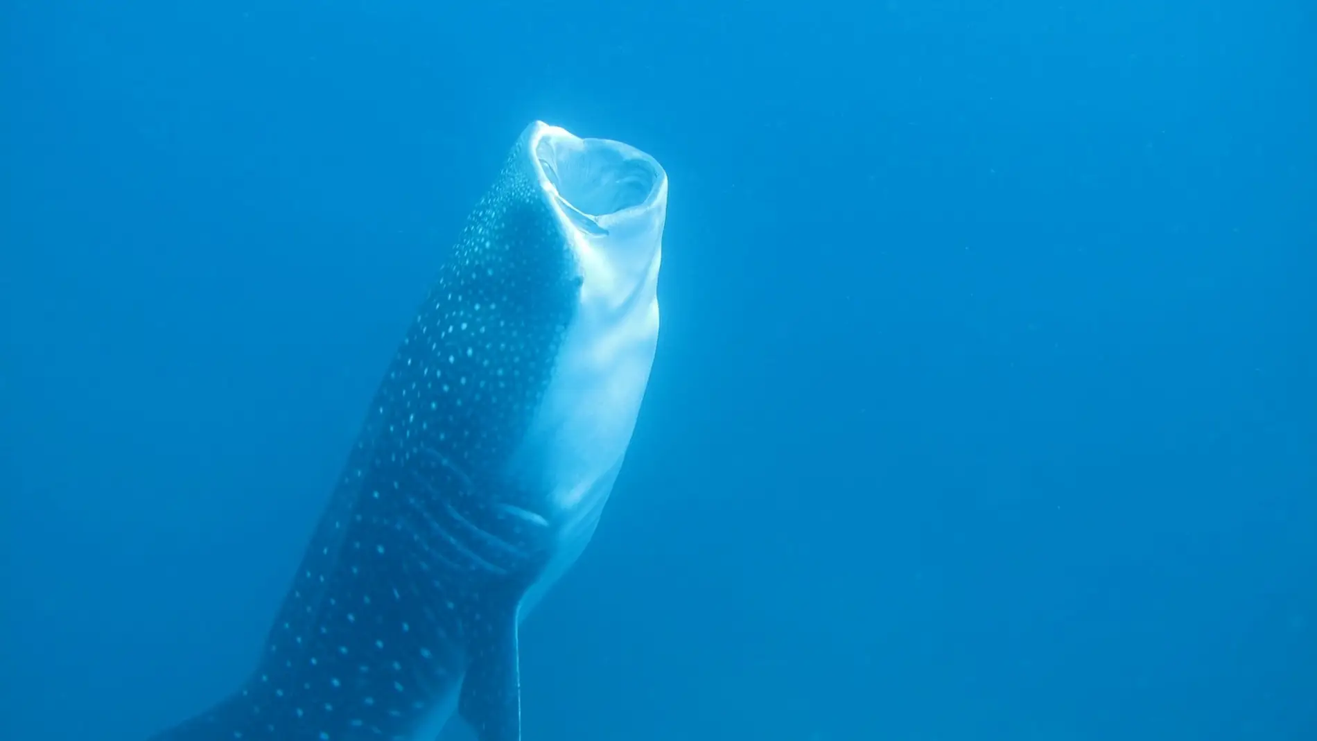 Un tiburon ballena realiza la mayor migracion transpacifica jamas registrada