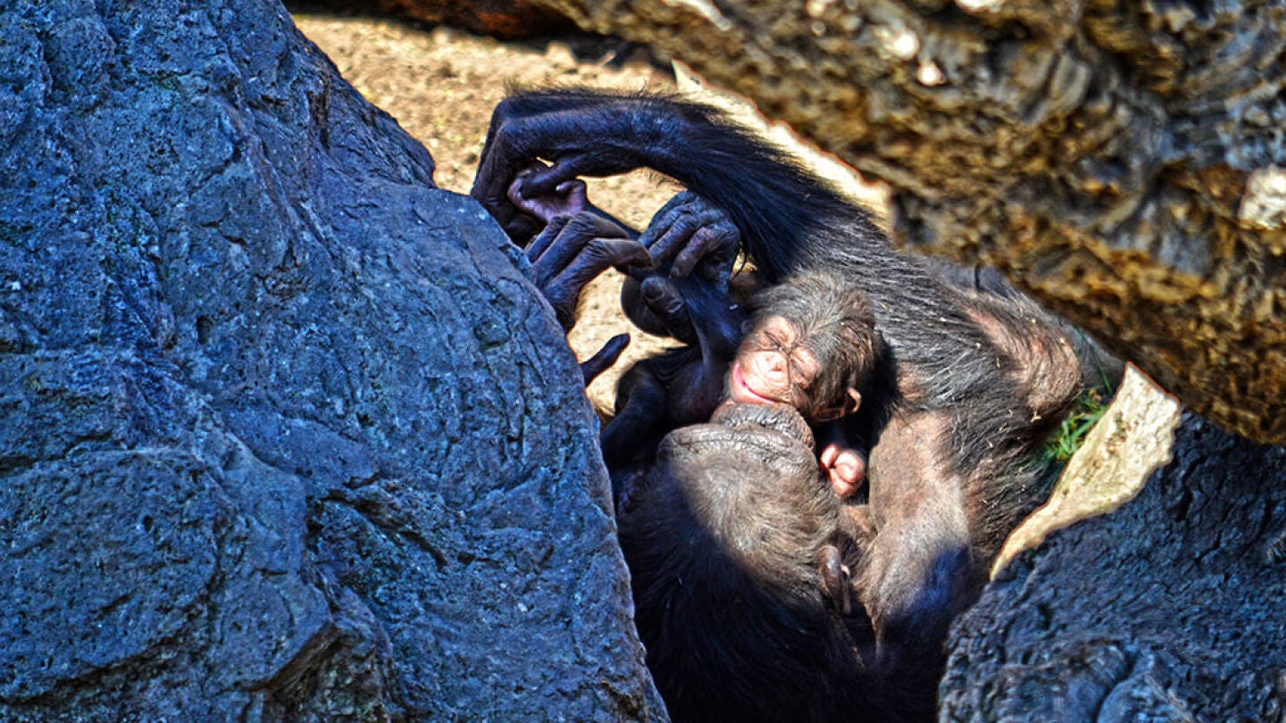 Cr&iacute;a de chimpanc&eacute; poco despu&eacute;s de su nacimiento en el Bioparc de Valencia