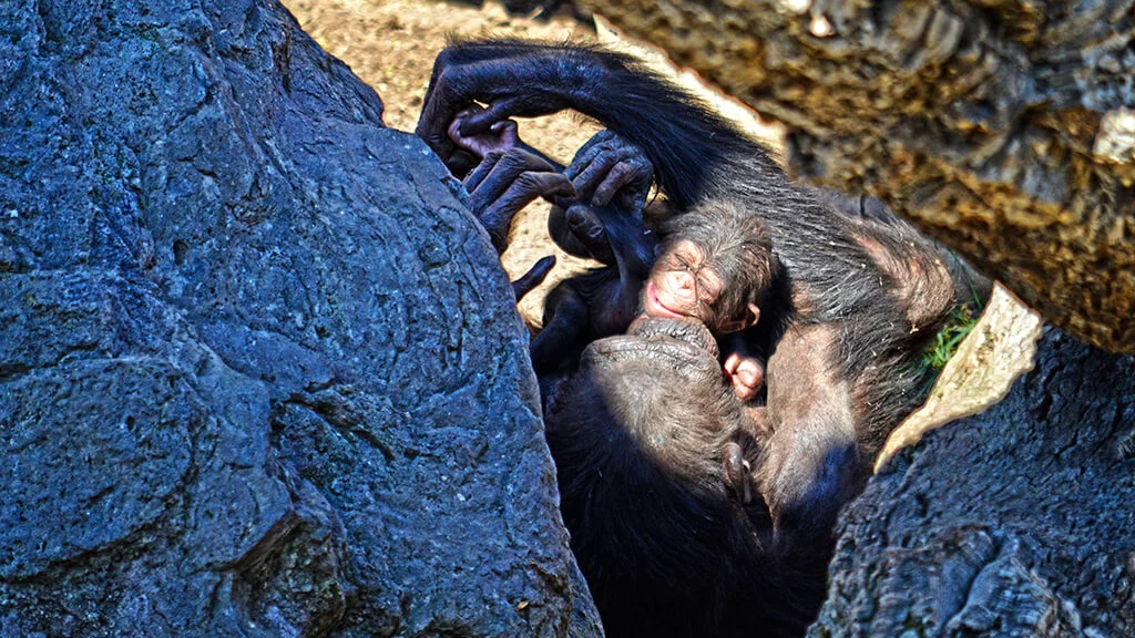 Cría de chimpancé poco después de su nacimiento en el Bioparc de Valencia