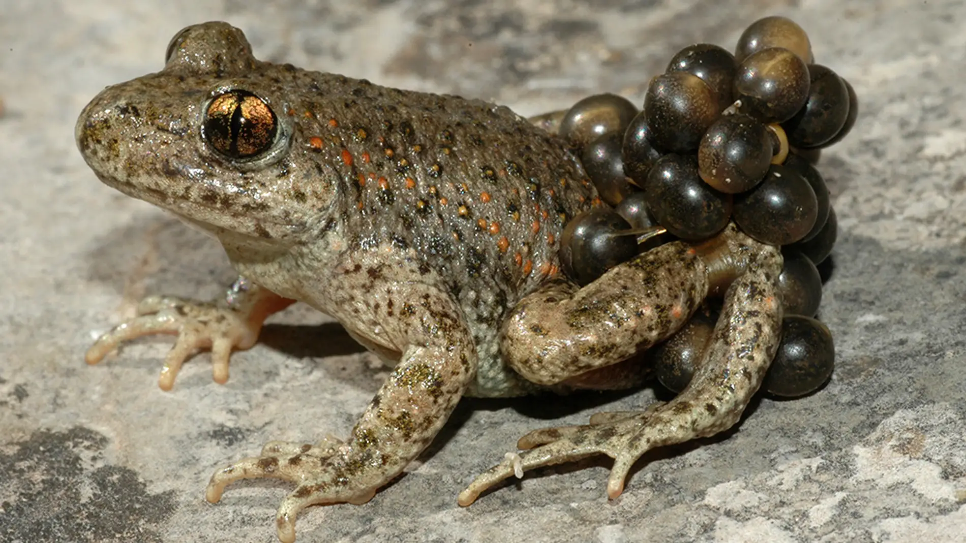 Un spotify de cantos de ranas para luchar contra el cambio climatico
