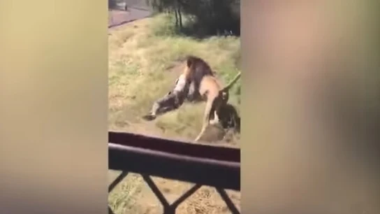 Un león ataca a un hombre en Sudáfrica Un león ataca a un hombre en Sudáfrica