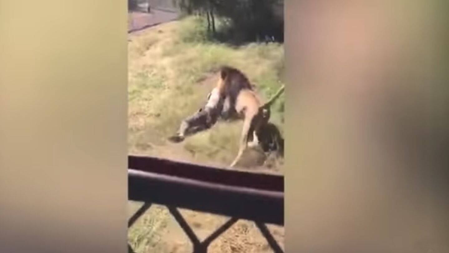 Un le&oacute;n ataca a un hombre en Sud&aacute;frica