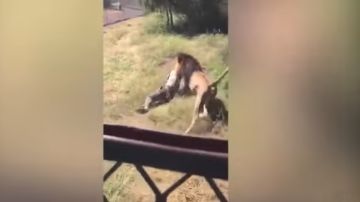 Un león ataca a un hombre en Sudáfrica