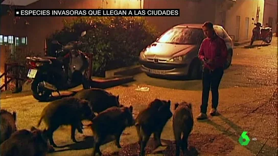 Jabalíes en un pueblo Jabalíes en un pueblo