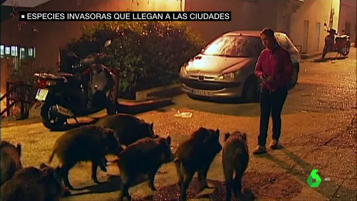 Jabalíes en un pueblo 