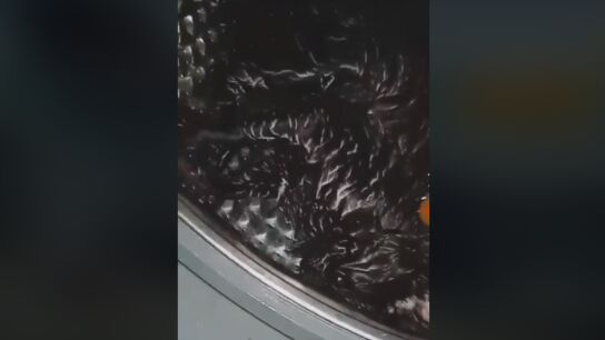 Fragmento del v&iacute;deo compartido por Pacma