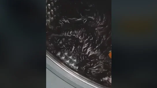 Fragmento del vídeo compartido por Pacma Fragmento del vídeo compartido por Pacma