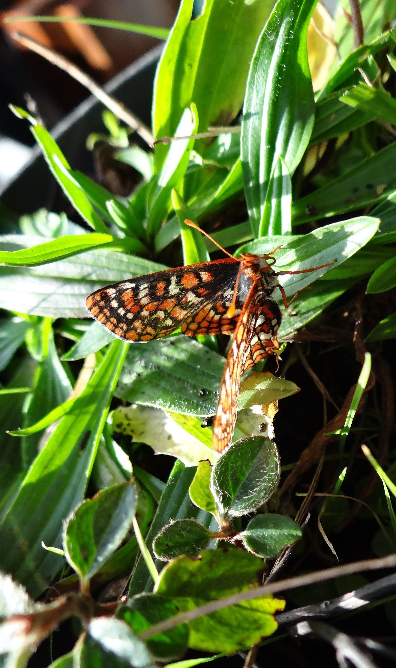 La trampa mortal para las mariposas cuando el humano se marcha