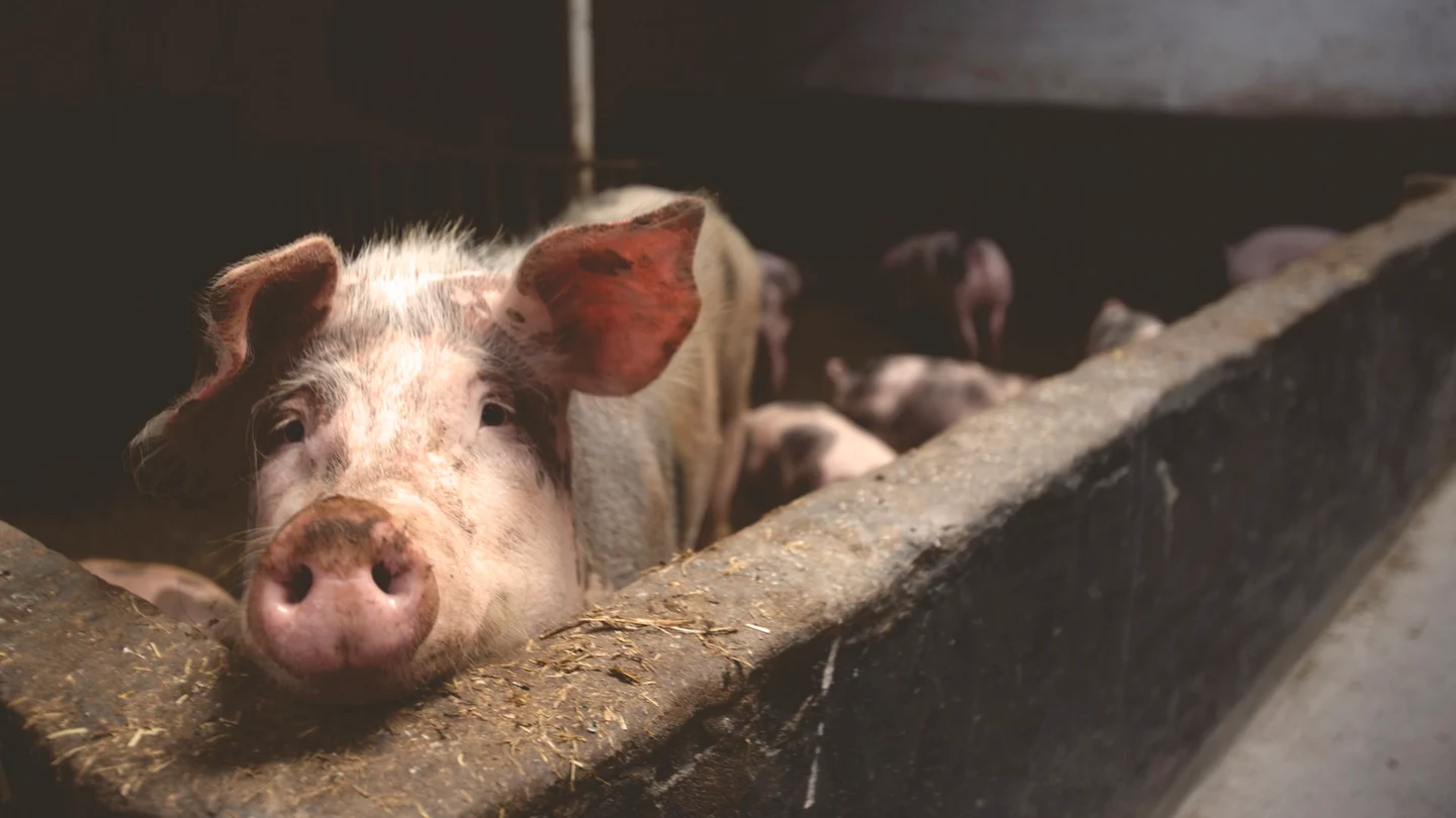 Imagen de archivo de un cerdo Los cerdos se extrajeron de mataderos, y se utilizaron más de cien para este experimento