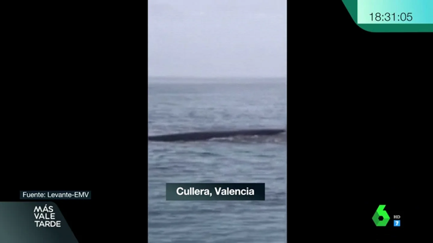 BALLENAS CULLERA BALLENAS CULLERA