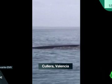 BALLENAS CULLERA BALLENAS CULLERA