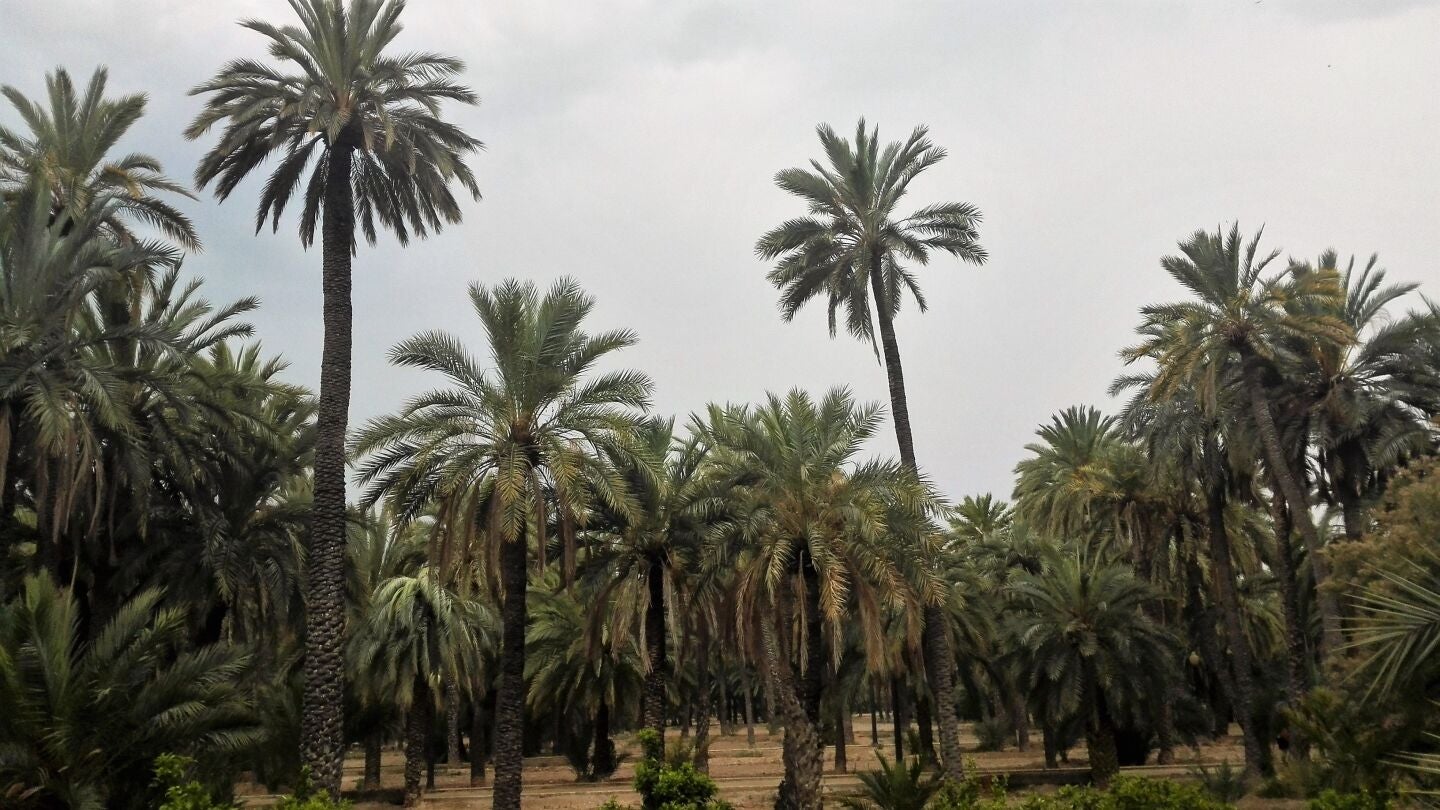 Palmeras en un huerto p&uacute;blico de Elche