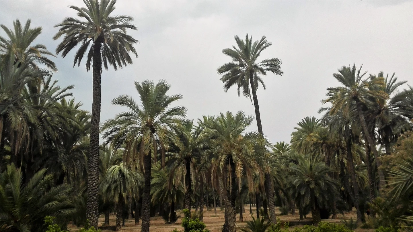 Palmeras en un huerto público de Elche Palmeras en un huerto público de Elche