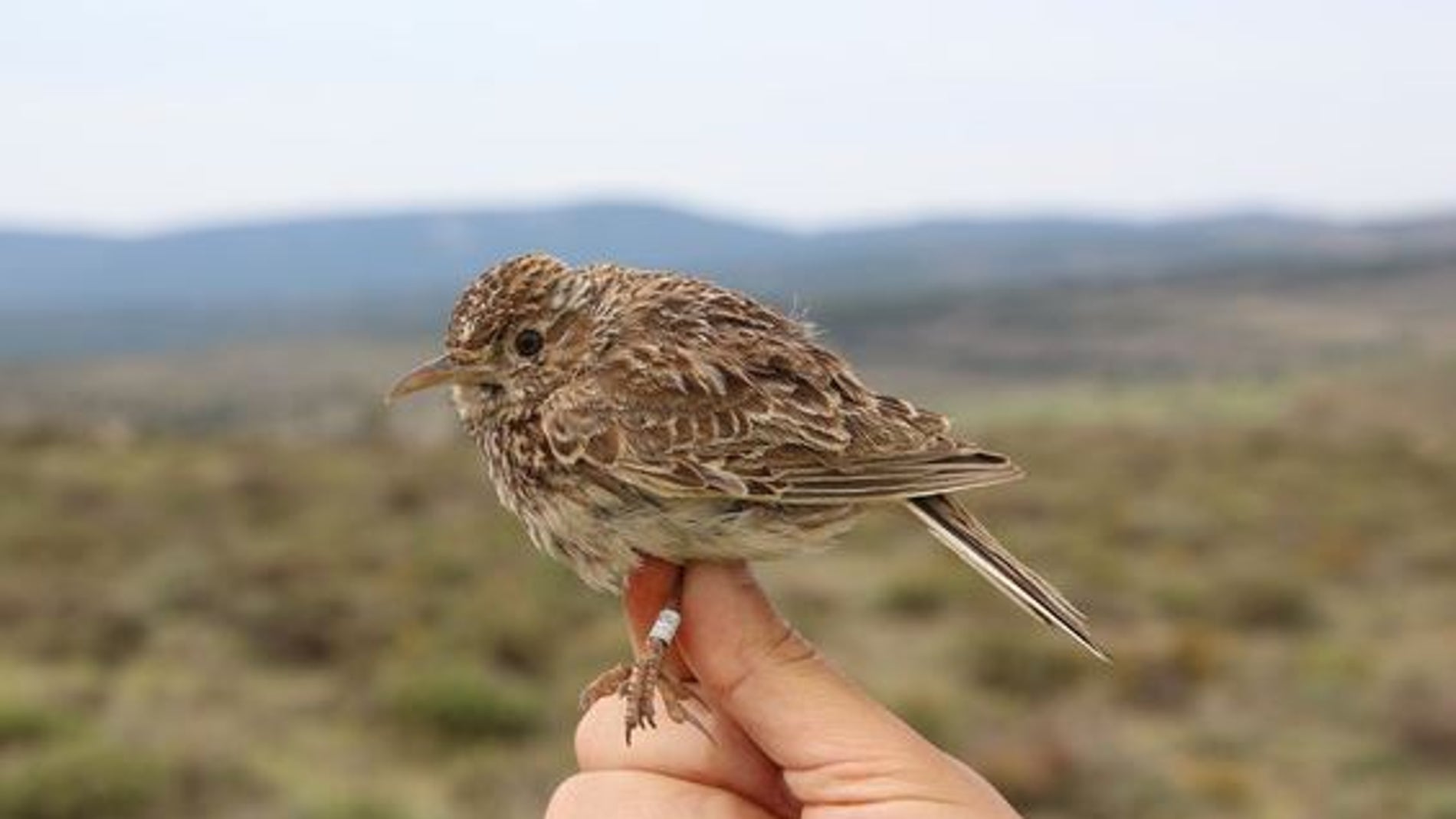 Fotografía de un ave de pequeña envergadura, sujeta mientras se muestra su anilla en la pata.