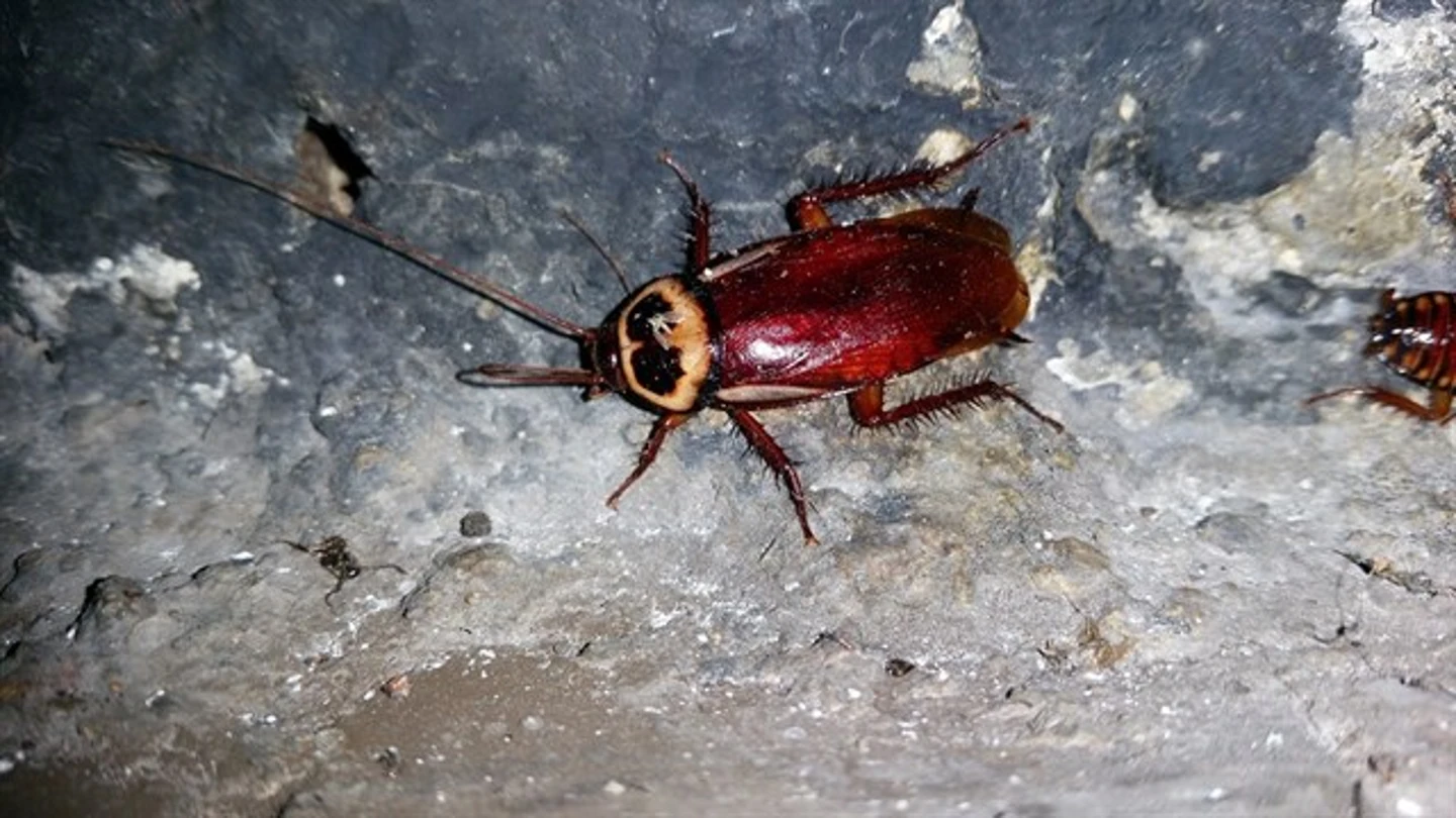 Cucaracha Australiana Cucaracha Australiana
