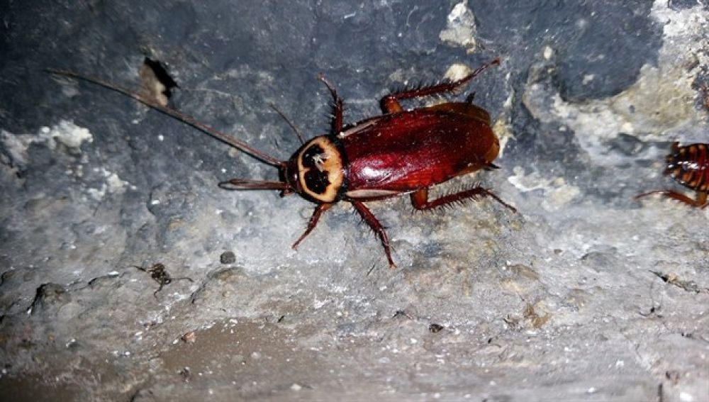 Cucaracha Australiana