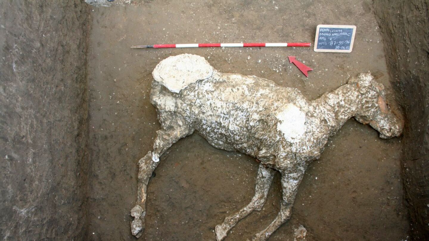 Un caballo sepultado en unas cuadras desde la erupci&oacute;n que acab&oacute; con la urbe en Pompeya