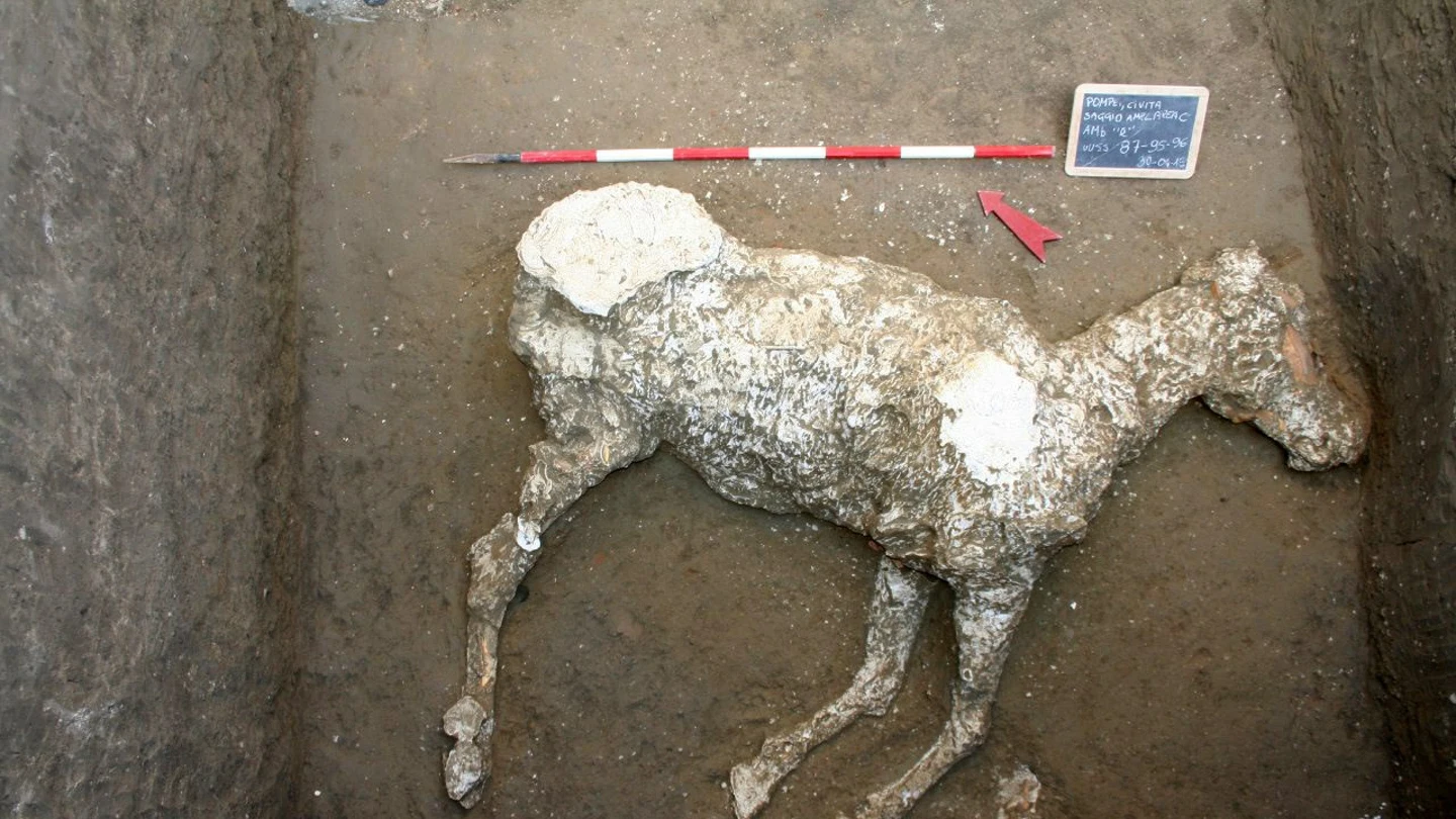 Un caballo sepultado en unas cuadras desde la erupción que acabó con la urbe en Pompeya Un caballo sepultado en unas cuadras desde la erupción que acabó con la urbe en Pompeya