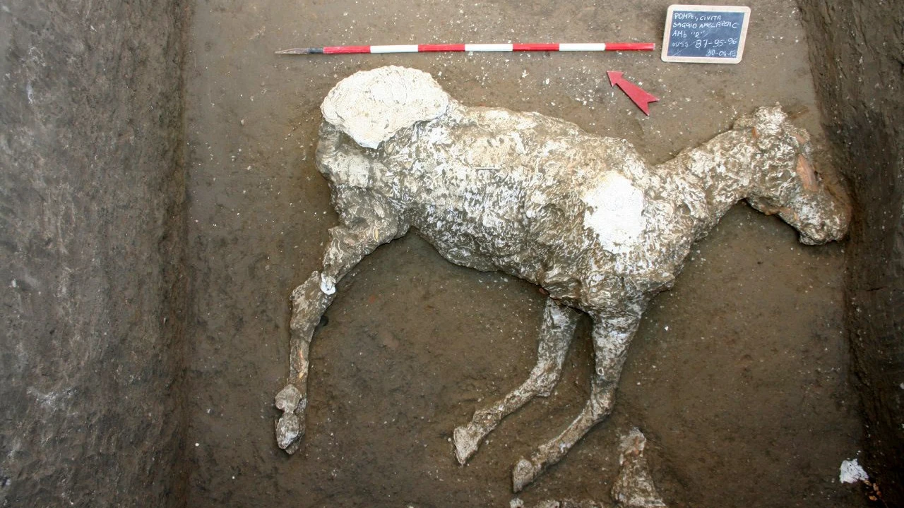 Un caballo sepultado en unas cuadras desde la erupción que acabó con la urbe en Pompeya