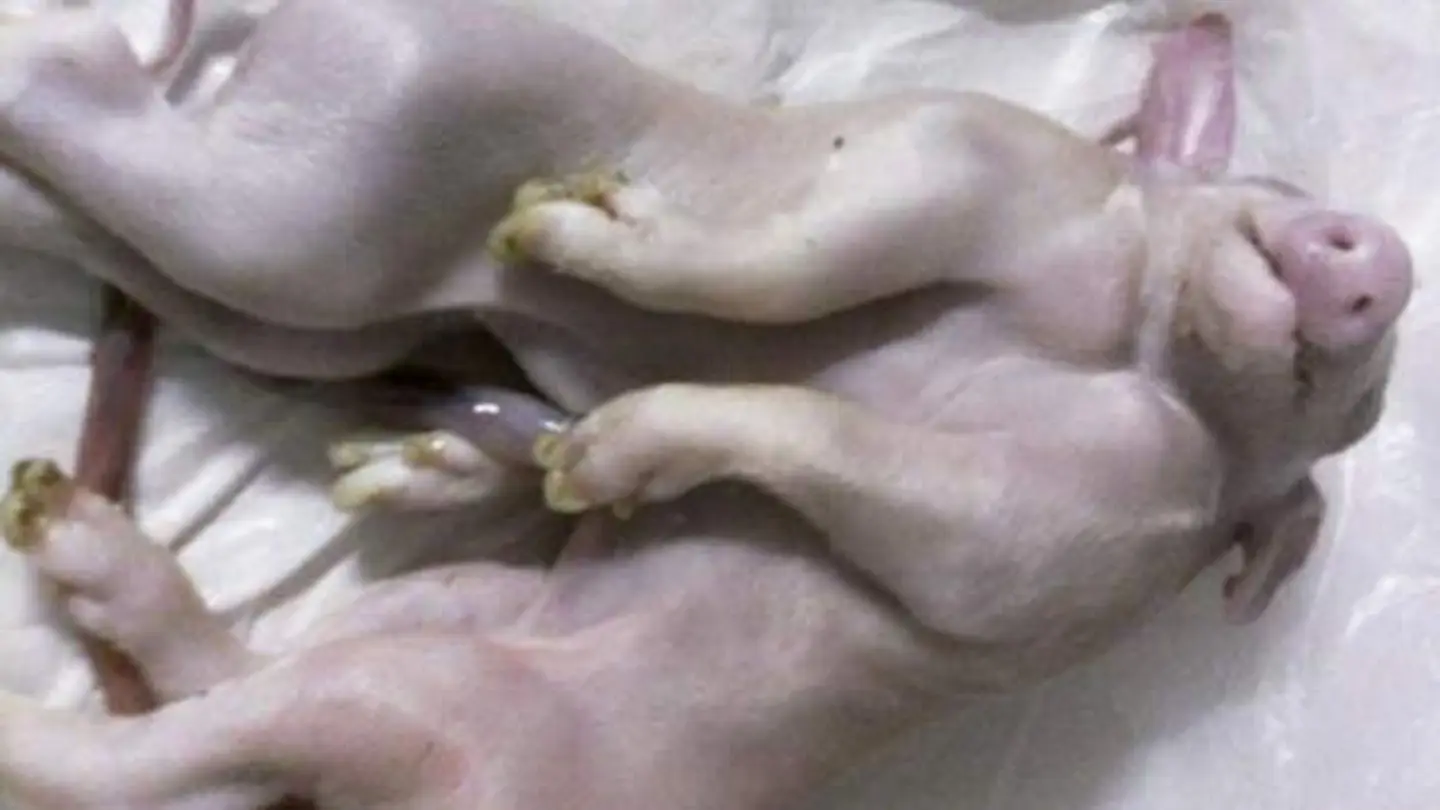 Nace un cerdo con una cabeza y dos cuerpos Nace un cerdo con una cabeza y dos cuerpos