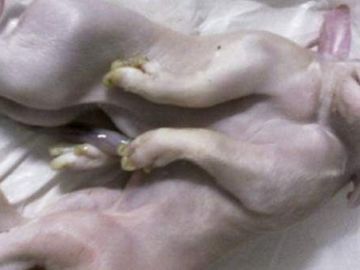 Nace un cerdo con una cabeza y dos cuerpos Nace un cerdo con una cabeza y dos cuerpos