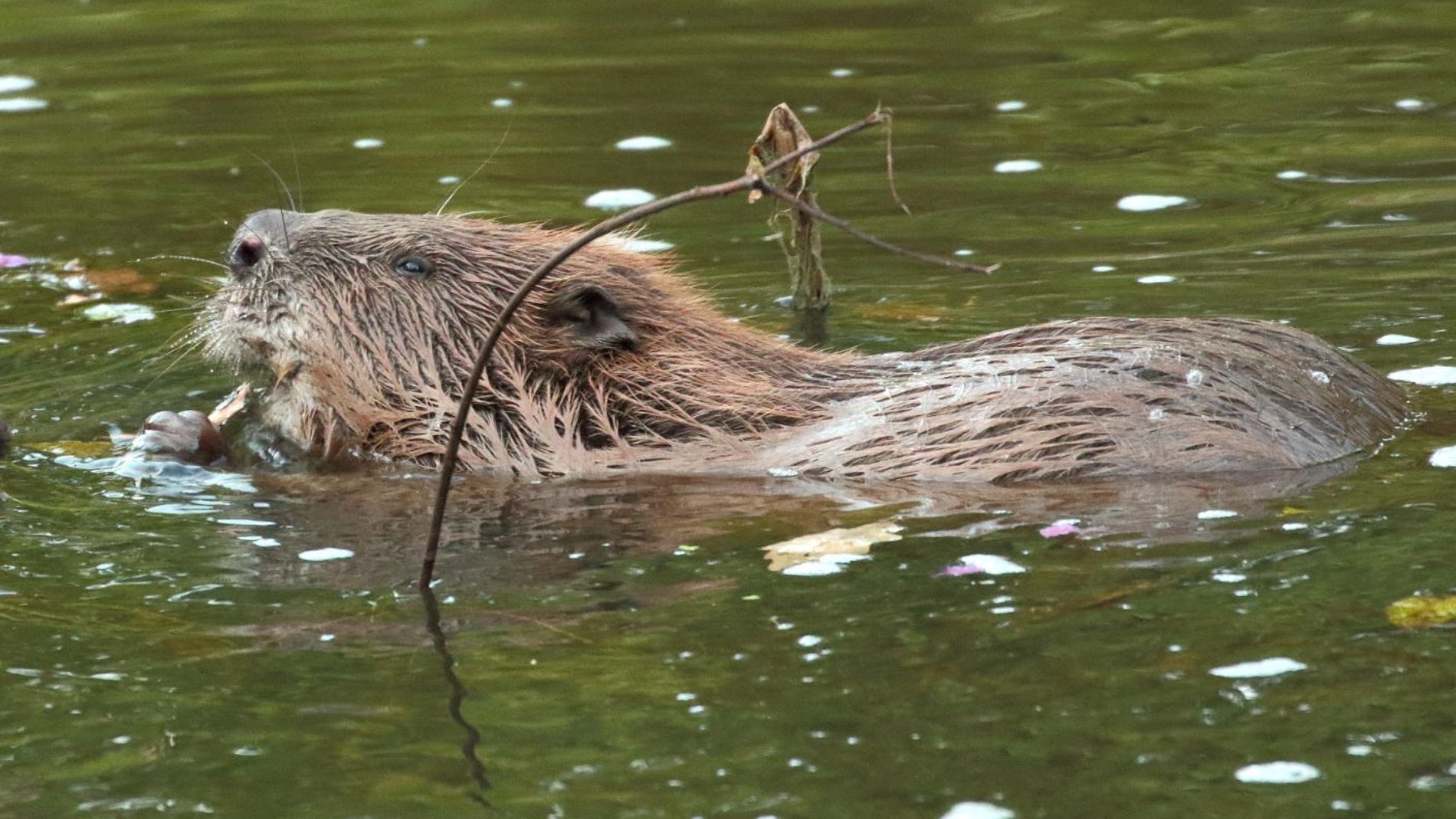 Los castores ayudan a limpiar los rios contaminados