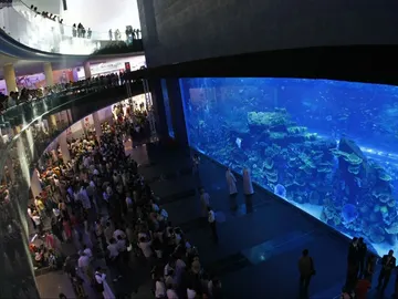 Nadar con tiburones en Dubai Nadar con tiburones en Dubai