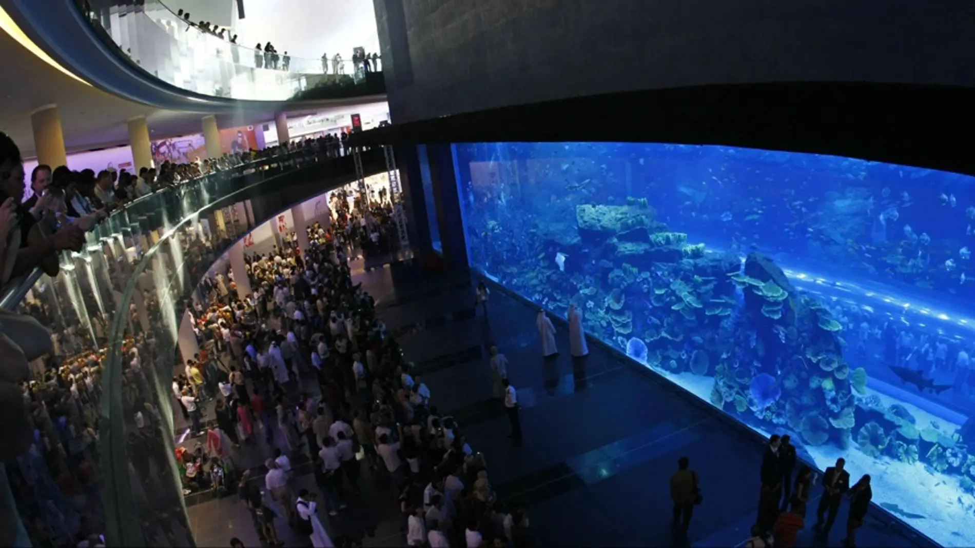 Nadar con tiburones en Dubai