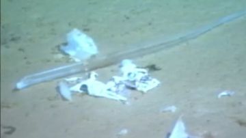 Bolsa de plástico encontrada en la fosa de las Marianas