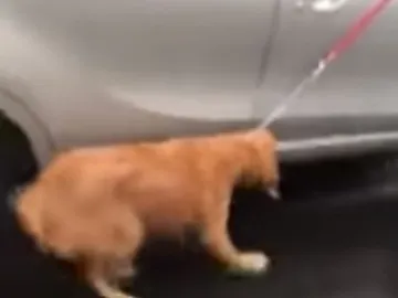 Ata a su perro al coche y circula con él arrastrándolo exhausto bajo la lluvia Ata a su perro al coche y circula con él arrastrándolo exhausto bajo la lluvia