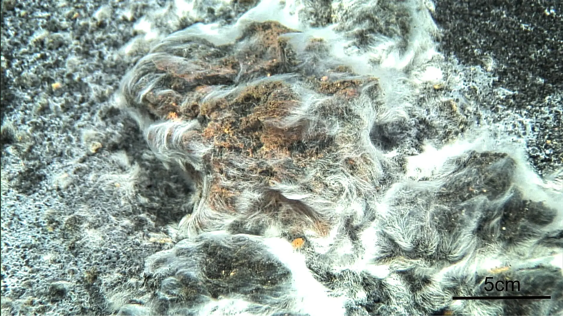 Una bacteria volcanica de Canarias en el Top 10 de nuevas especies de 2017