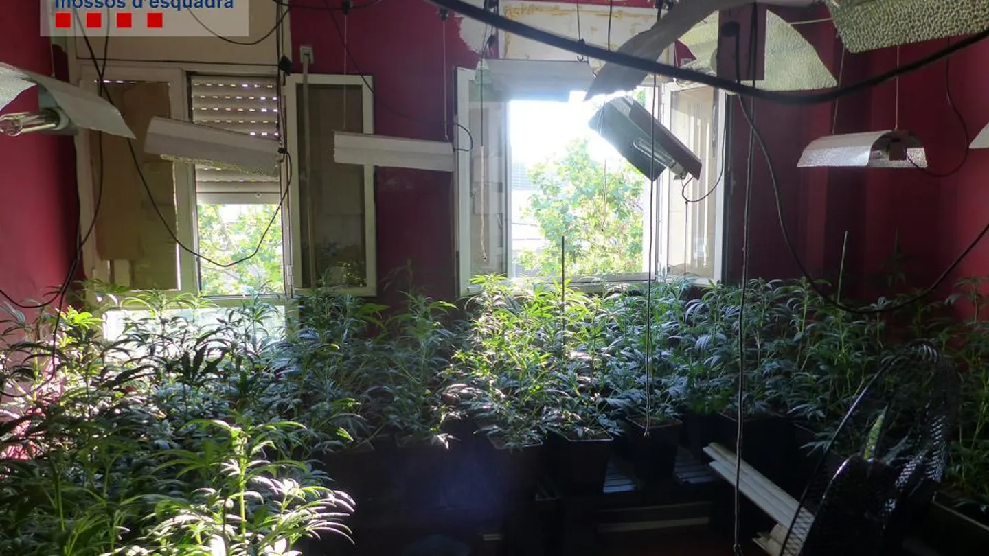 Marihuana en el piso de El Prat (Mossos d'Esquadra) Marihuana en el piso de El Prat (Mossos d'Esquadra)